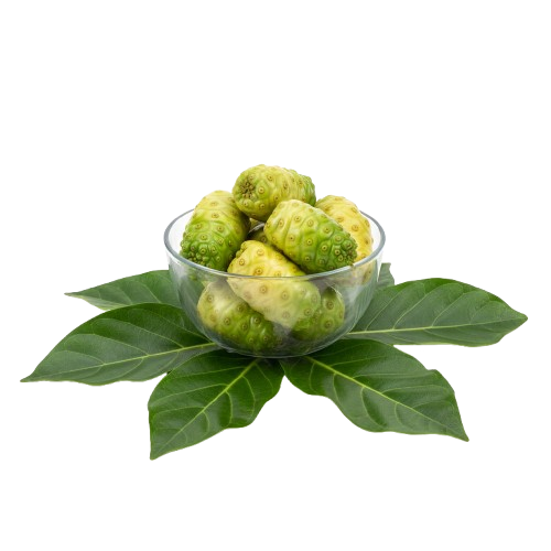 Noni: El “Fruto de la Inmortalidad”